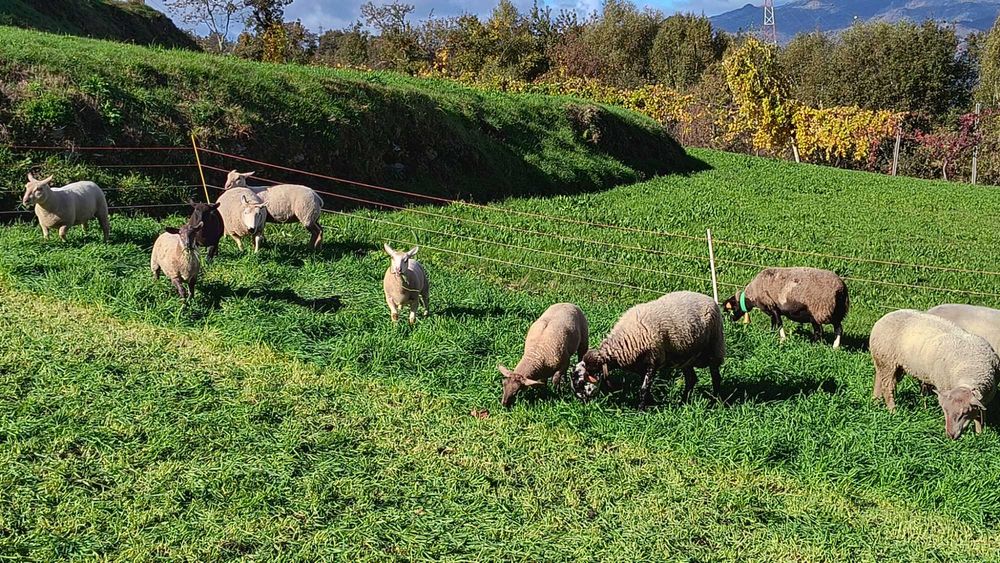 Venda de ovelhas cruzadas  de sufolk e Charolês