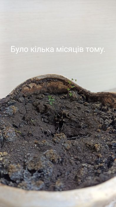 Приведу до ладу ваші вазонки, пересаджу, підстрижу, почищу, підлікую.