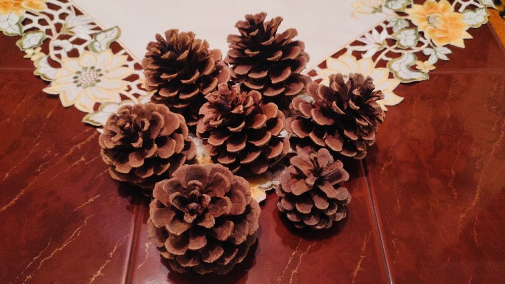 Szyszki - duże (10 cm), ładne, suche. Idealne do dekoracji i kompozycj
