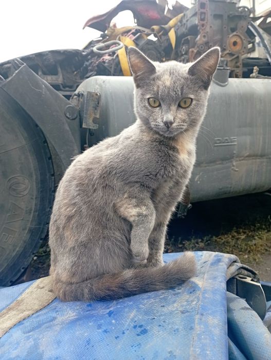 Віддам 3 кошенят в хороші руки