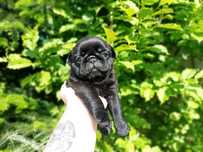 Mops. Czarna suczka.