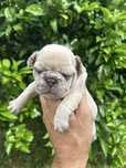 Bulldog frances Menina