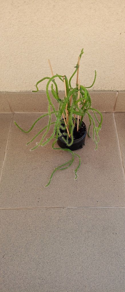 Epiphyllum.Epifilum. Kaktus kwitnie na czerwono w lecie do ogrodu.