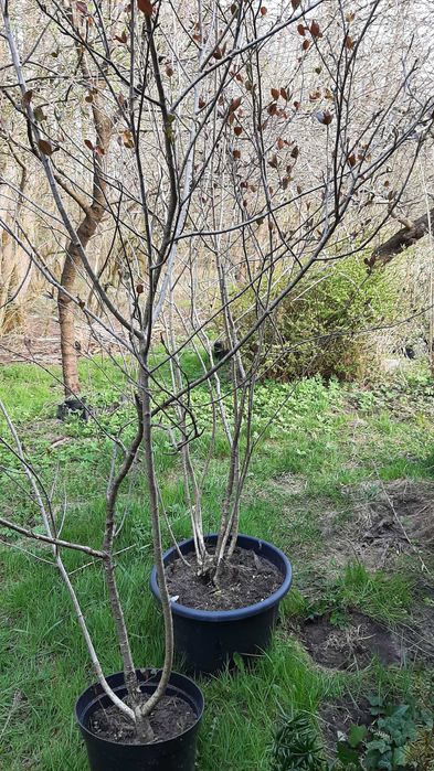 Aronia bardzo duży krzew wysokość ok. 2,5 m