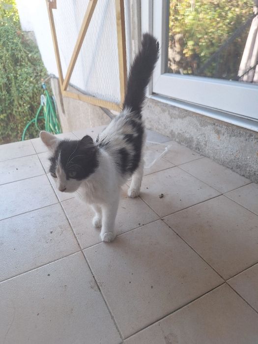 Gata com pêlo comprido