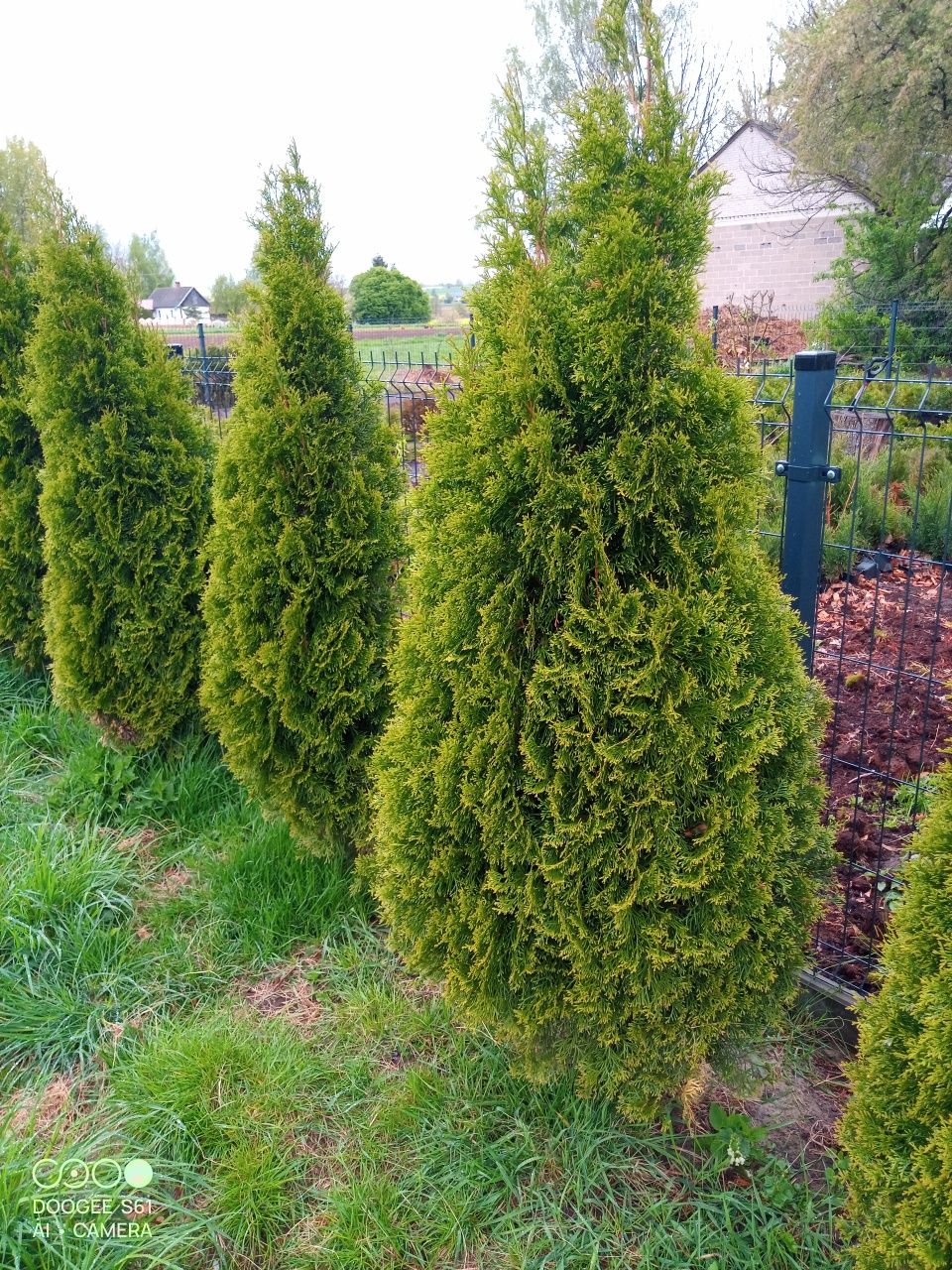 Thuja szmaragd 170cm