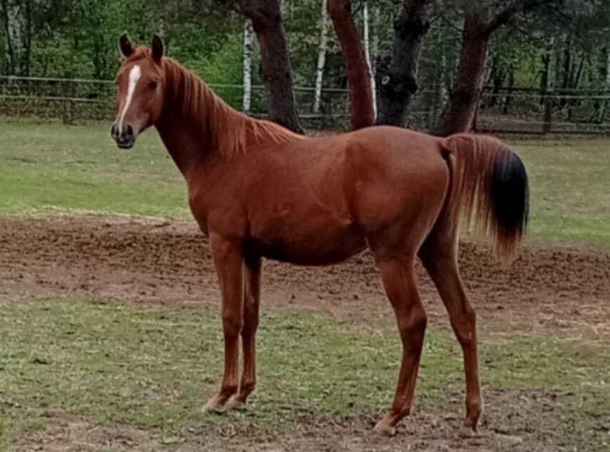 Piękny ogierek arabski