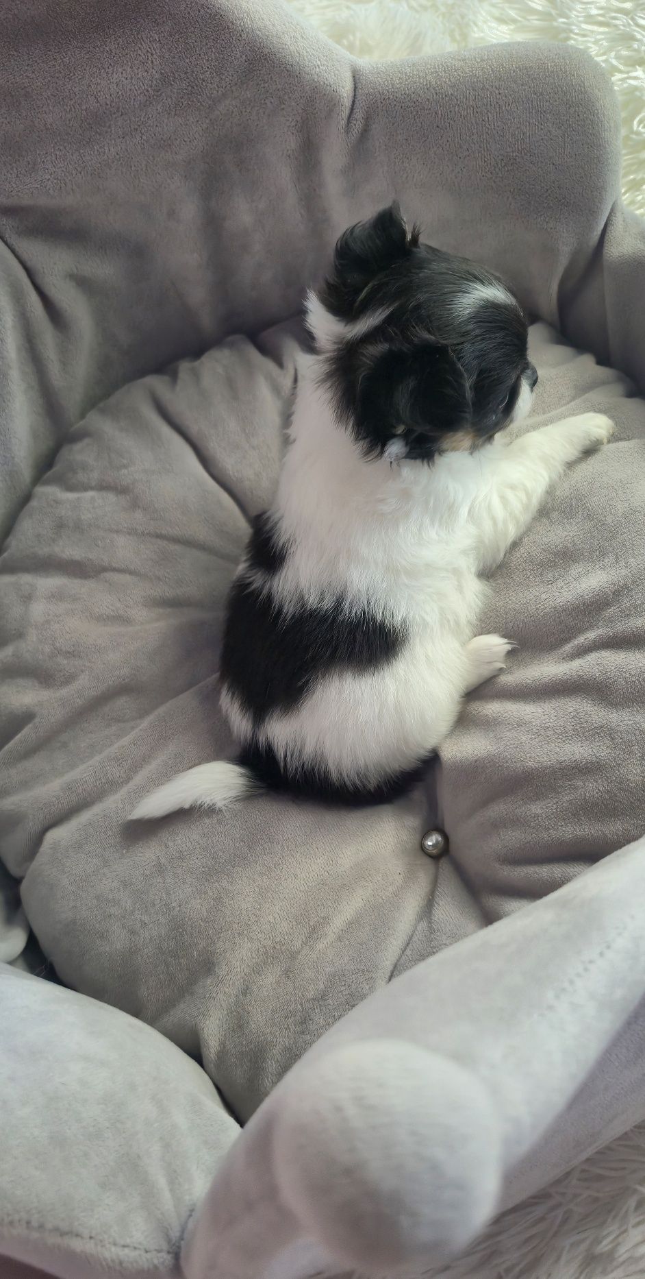 Cudowny chłopczyk chihuahua długowłosy