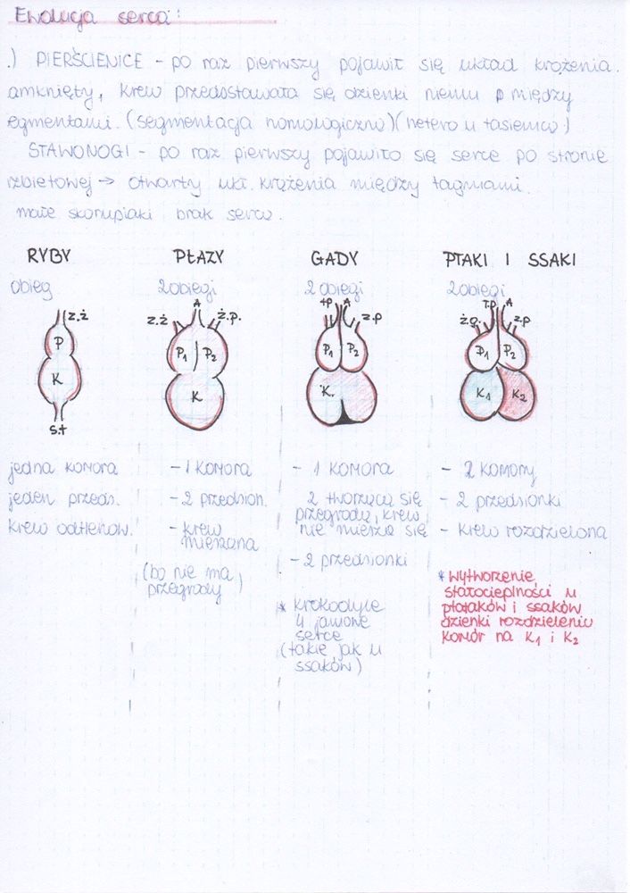 Notatki biologia matura