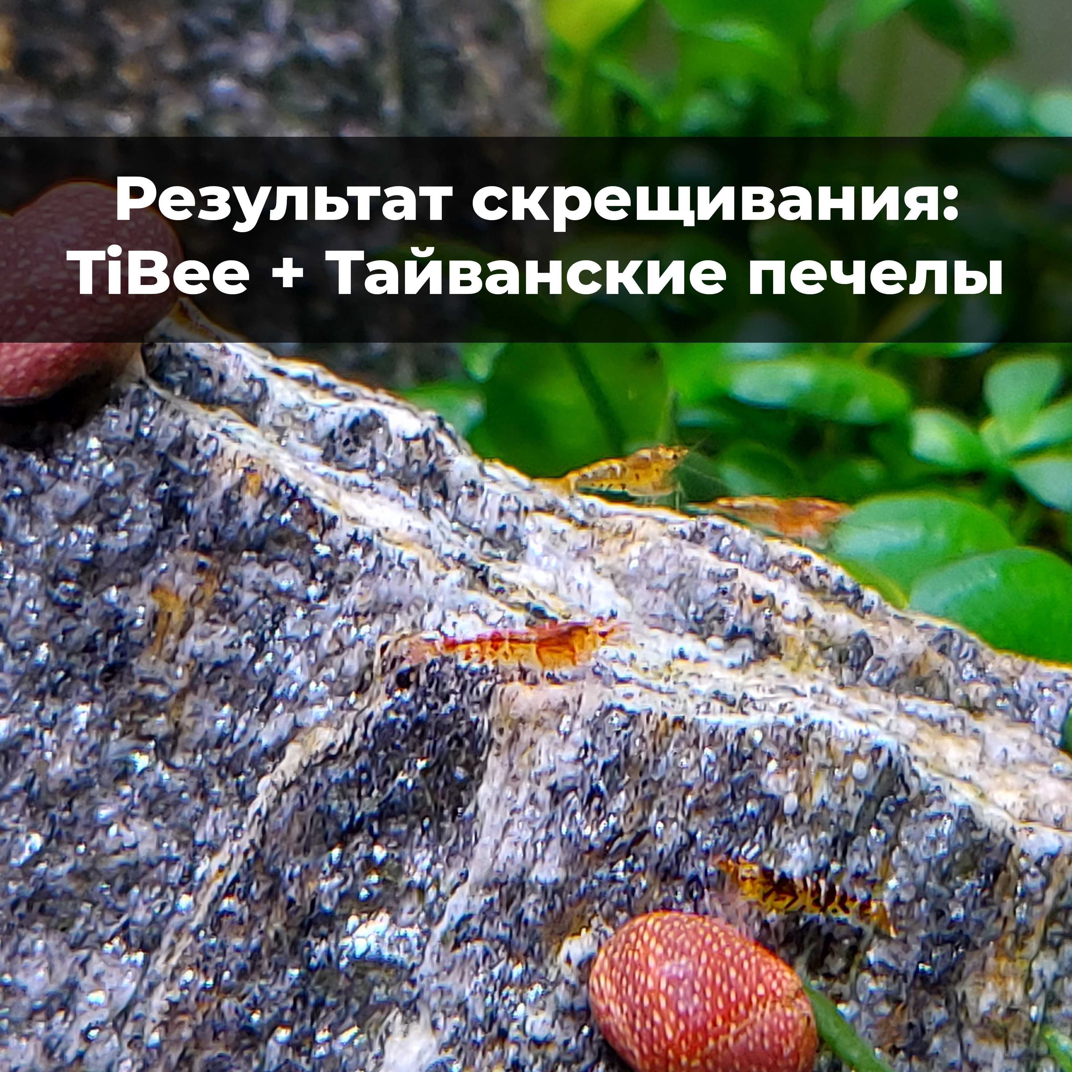 Аквариумные креветки Caridina TiBee