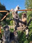 Billy... Kocurek Maine Coon