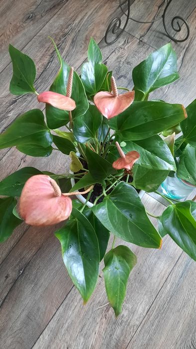 Антуріум колір фуксія, насичений рожевий