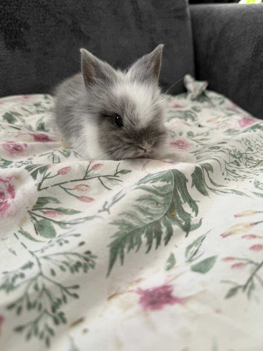 Króliczki karzełek ,teddy mini