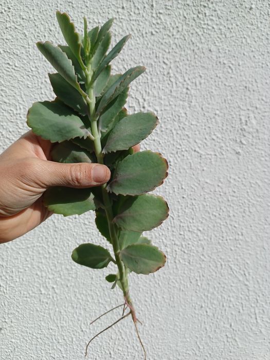 Cactus - Kalanchoe fedtschenkoi [Pé 25cm]