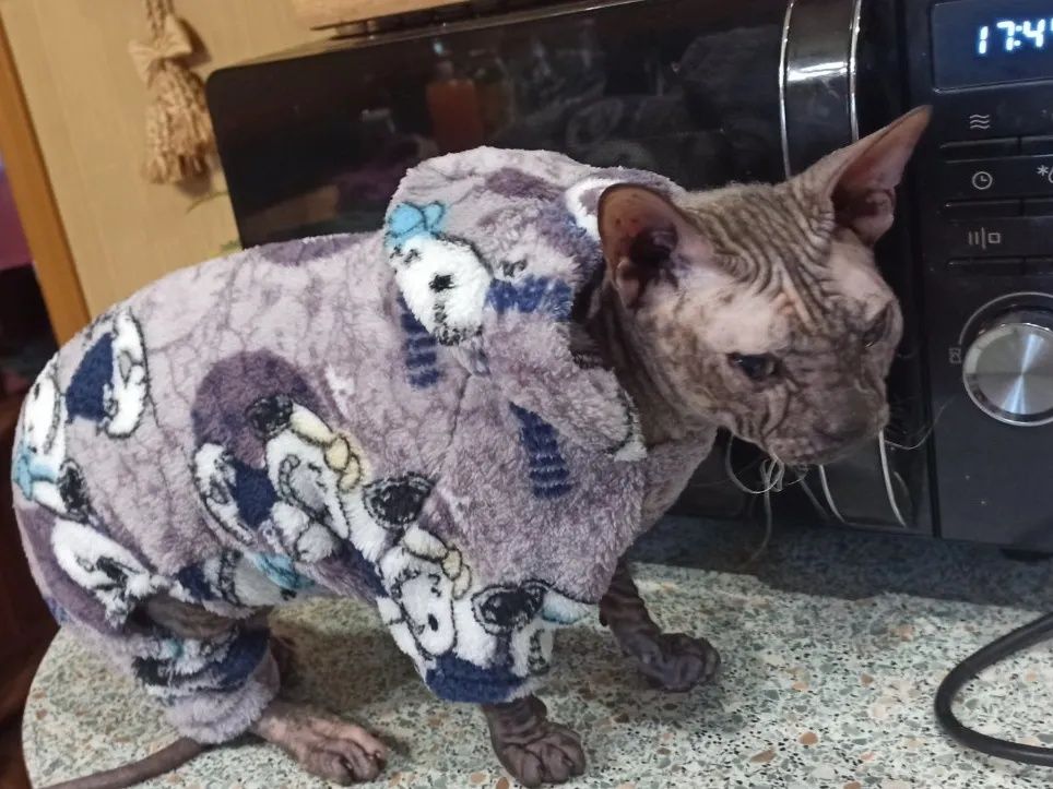 Одяг для собак та котів