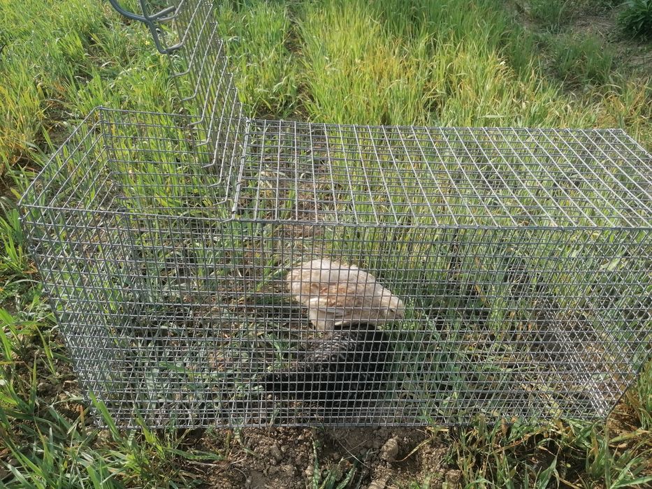 Klatki hodowlane dla drobiu, królików, gołębi, przepiórek.