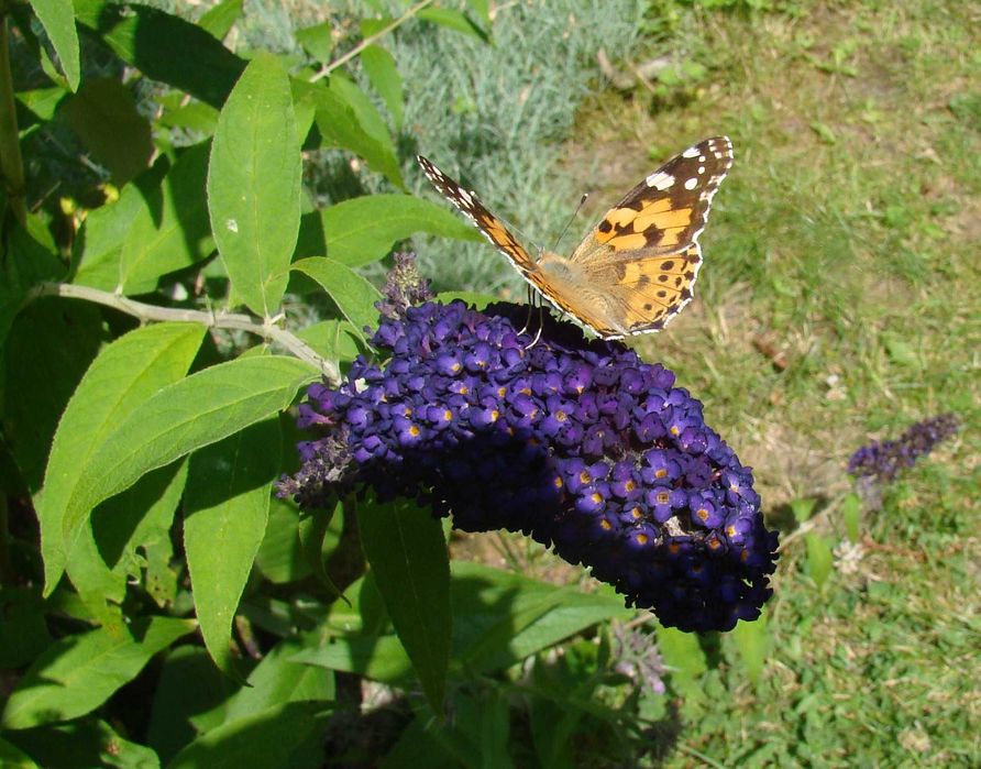 Budleja x2 kwiat motyli + świetny gratis!