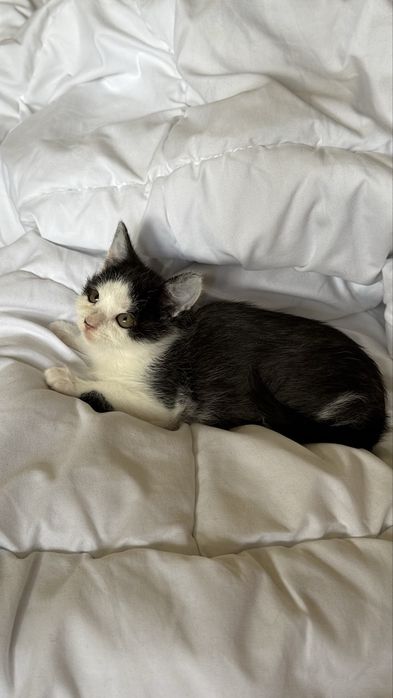 Котеня чорно біле дівчинка в добрі руки