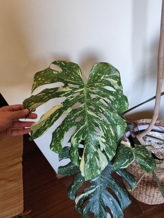 Monstera Thai constellation cut com raiz
