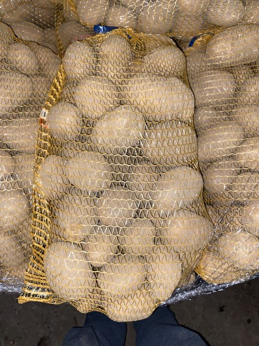 Ziemniaki jadalne   Gala  red sobia