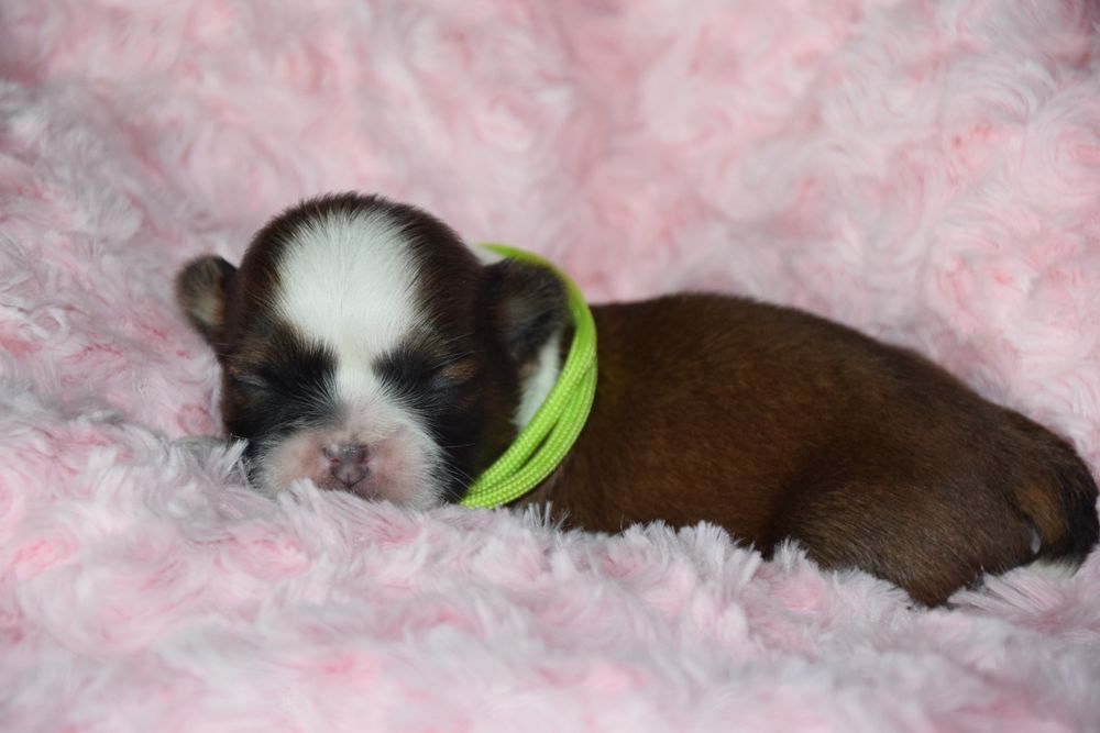 Fajter pies Shih Tzu chłopczyk szczeniak rodowód