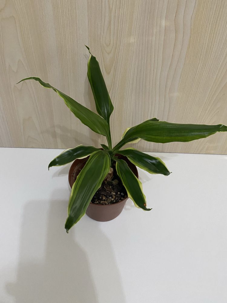 Planta Pau d’Água | Dracaena fragrans