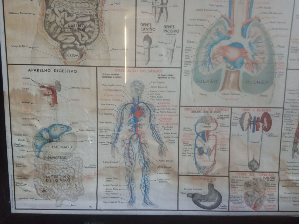 Mapa litográfico do corpo humano