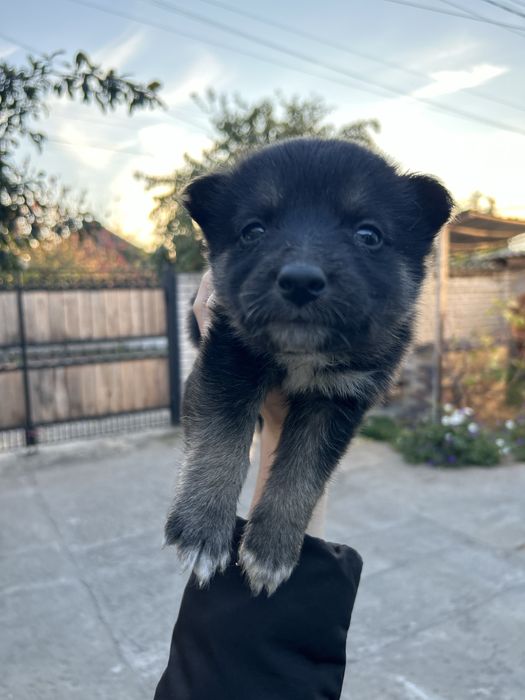 Девочка , 1 месяц , щенятко