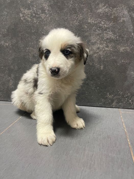Border Collie Tri blue merle