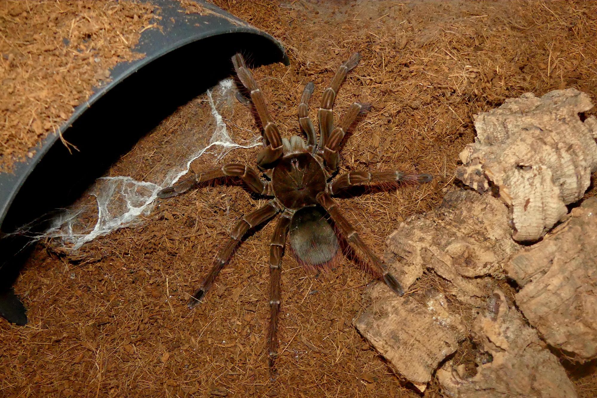 Theraphosa stirmi