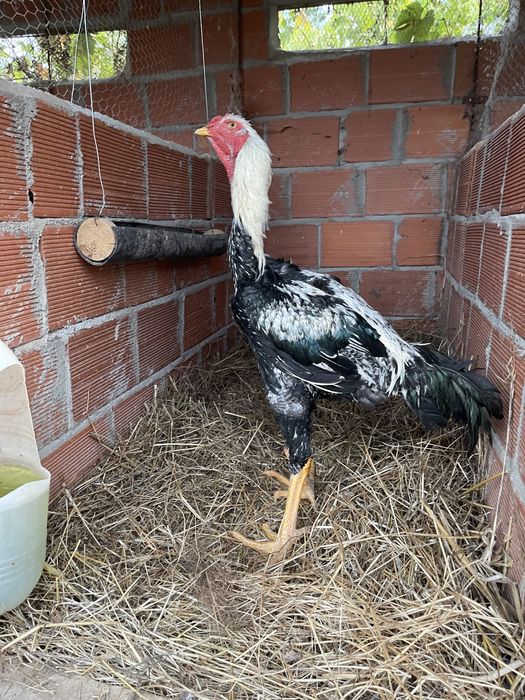 Indio Gigante - frangos disponiveis