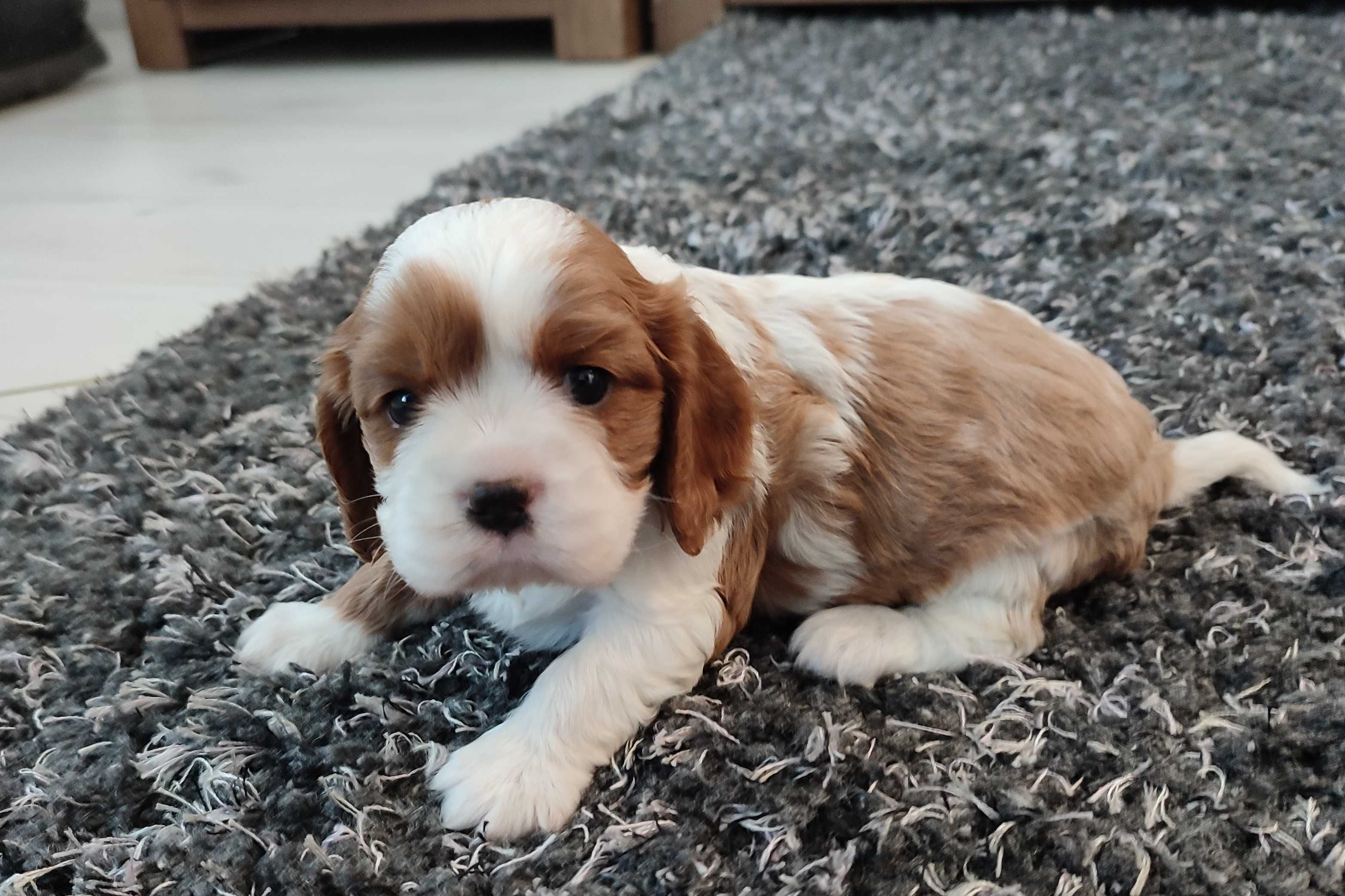 Piesek Cavalier King Charles Spaniel