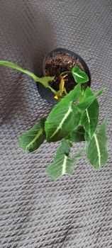 Syngonium wendlandii kolekcjonerska zroślicha ciekawy wzór