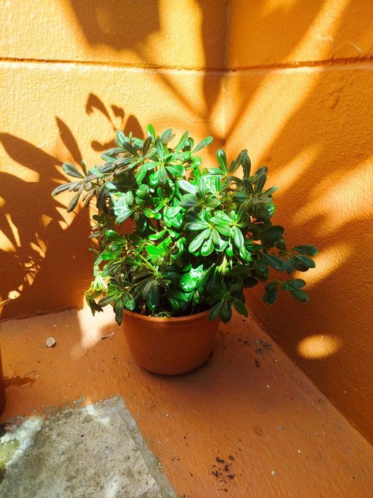 Planta natural robusta