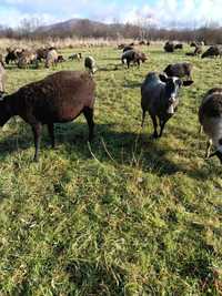 Романівські вівці, кроссдорпери