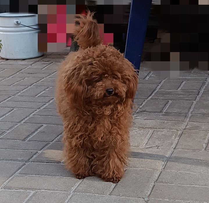 Той пудель, в'язка.