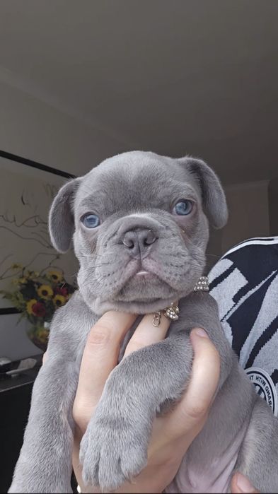 Bulldog Francês Lilac macho