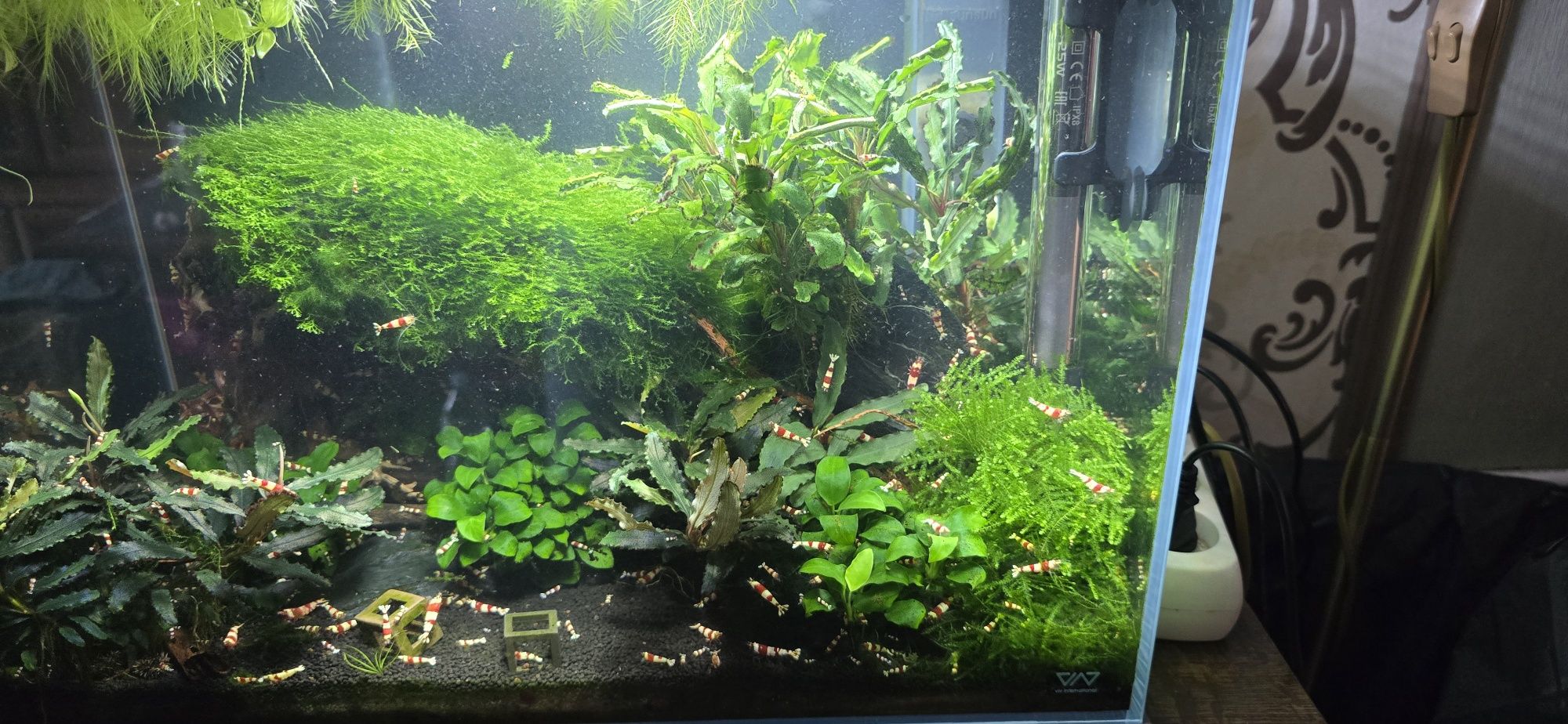 Bucephalandra różne odmiany