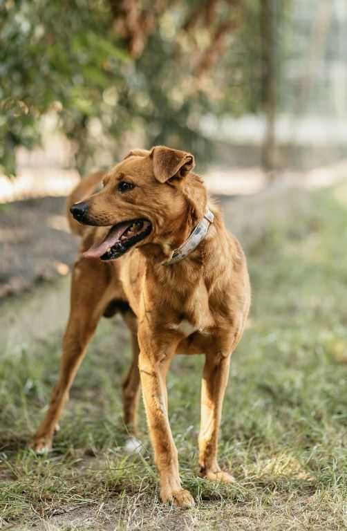 Młody, potrzebujący miłości Dingo poleca się do adopcji!!!