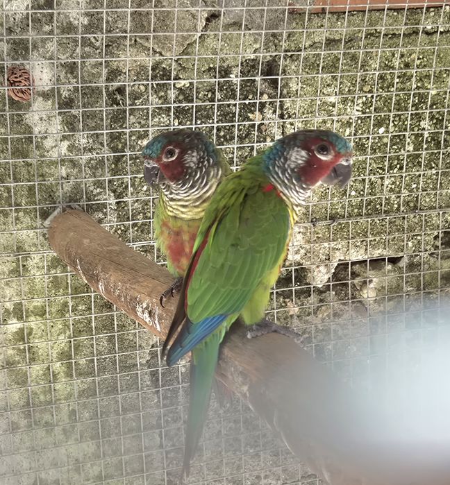 Casal Pyrrhuras EMMA