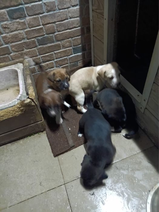 Adocao de caes bebes