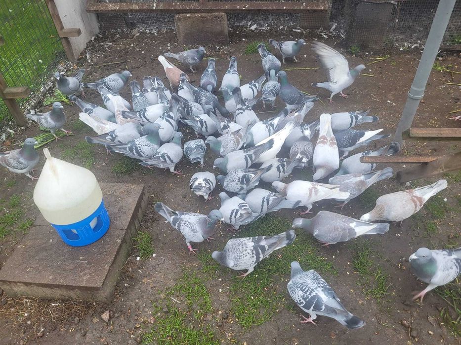 Likwidacja hodowli - sprzedam wszystkie gołębie lotowe i z rozpłodu