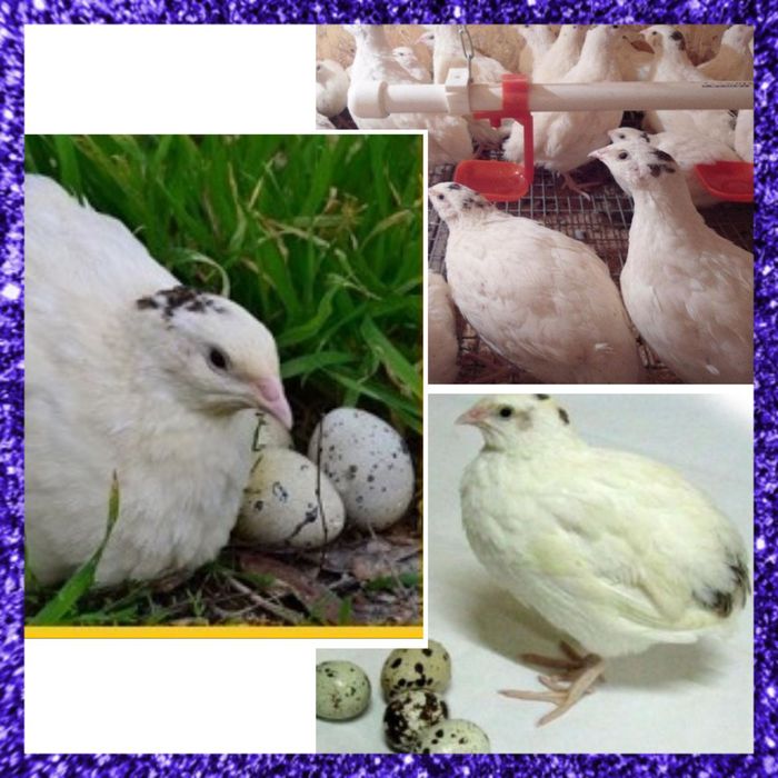 Перепілка яйце для інкубації