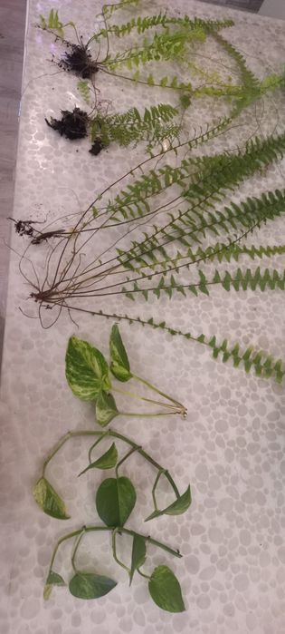 Продам набор разных  красивых папоротников и  набор спидантусов:))