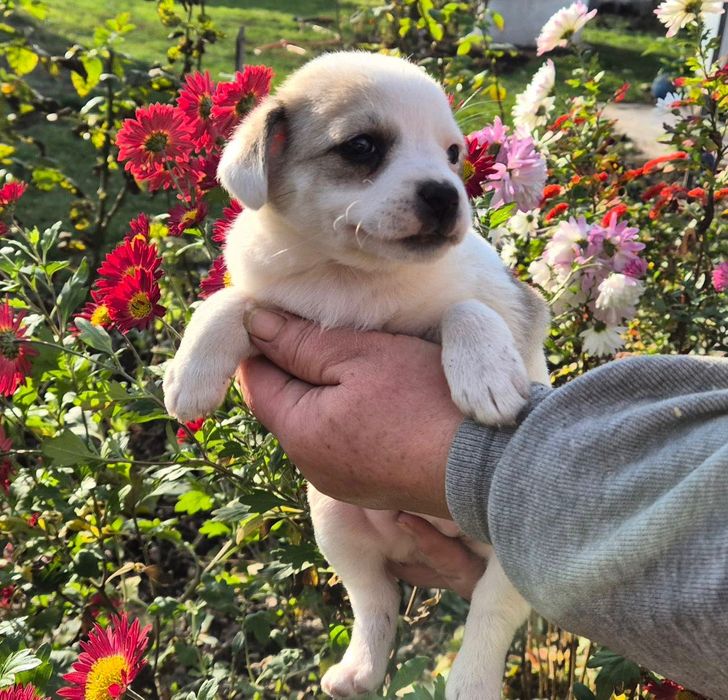 Бориспіль, Бровари, область 7 цуценят в добрі руки