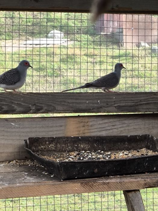 Samce gołąbków diamentowych