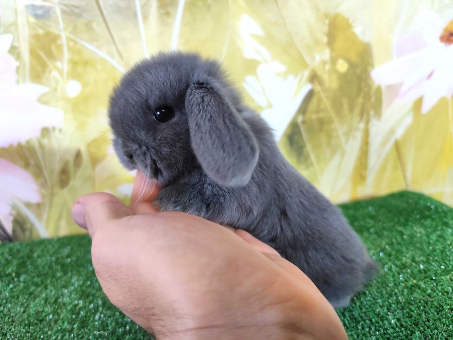 PIĘKNY Mini Lop niebieski bluey miniaturka baranek karzełek