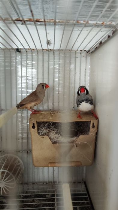 Diamante Mandarim - Casal