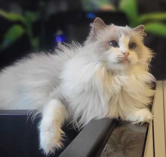 Dorosła kotka Ragdoll z rodowodem - kastratka