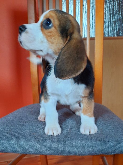 Beagle z legalnej hodowli